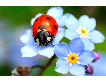 Насекомые-помощники, чье присутствие будет полезно в саду и на огороде