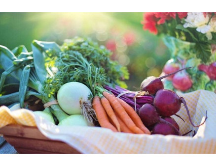 Коренеплоди: правила збирання та зберігання Коренеплоди: правила збирання та зберігання