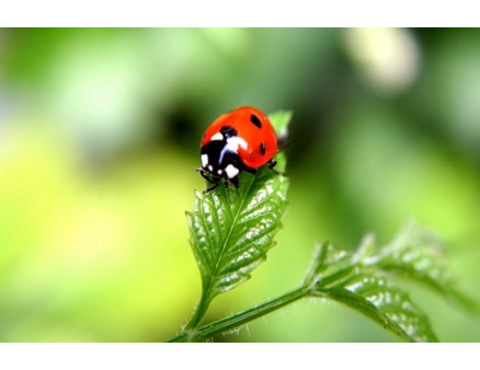 Какие насекомые полезны для вашего сада?