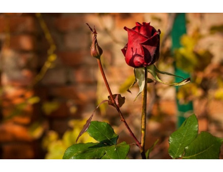 Лучшие осенние удобрения для роз по версии Клиома Сервис 