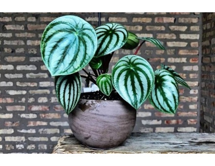 Красивые и простые в уходе, рекомендуем 10 видов декоративных растений 