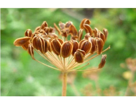 Подготовка укропа к посеву