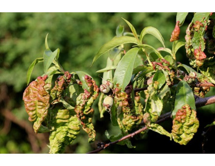 Курчавость персикового дерева - причины, профилактика и способы лечения