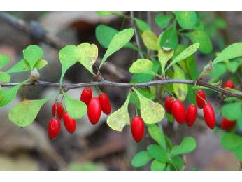 Лучшие плодово-ягодные кустарники для посадки в саду