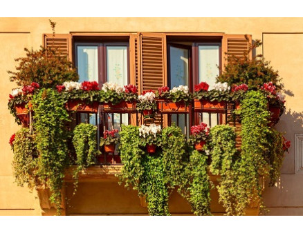 Какие растения выбрать для цветника на балконе