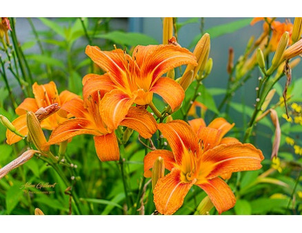 Цветы для ленивых: 5 неприхотливых садовых многолетних растений