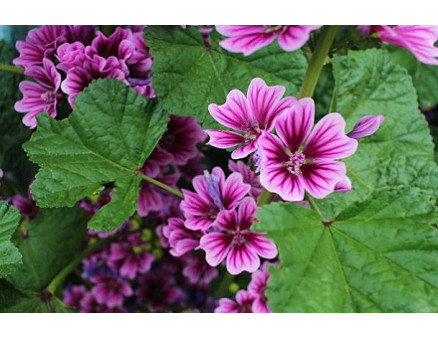 Цветы с соцветиями-свечами — отличный декор для вашего сада или клумбы.