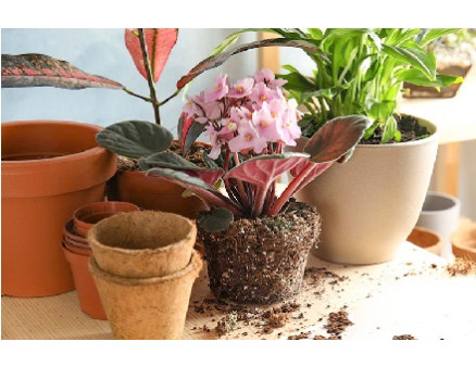 Выращивание домашних цветов из семян — очень просто, недорого и занимательно Выращивание домашних цветов из семян — очень просто, недорого и занимательно