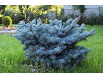 Летняя подкормка хвойных растений: удобряем правильно