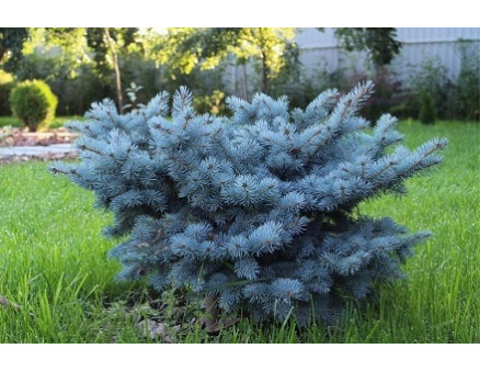 Літнє підживлення хвойних рослин: удобрюємо правильно