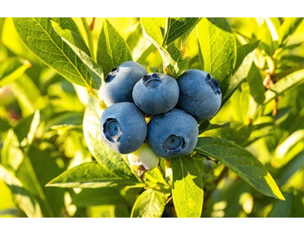 Голубика растет, но не цветет. В чем могут быть причины? Голубика растет, но не цветет. В чем могут быть причины?