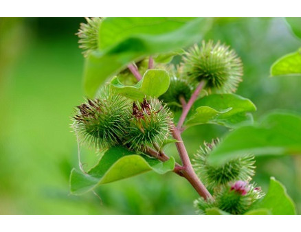 Лопух: целебные и лечебные свойства растений