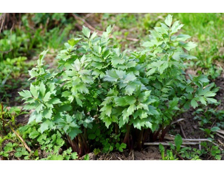 Любисток: как посадить и ухаживать за растением