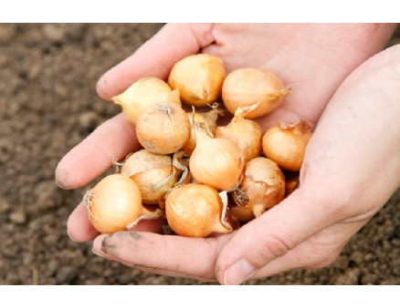 Посадка цибулі навесні для збору раннього врожаю