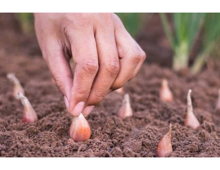 Когда сажать лук весной? Подготовка и сроки посадки
