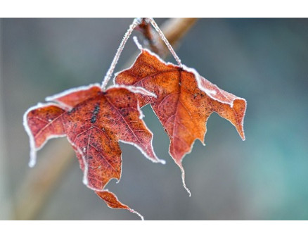 Листья из деревьев не опали. Нужно ли что-то делать? Листья из деревьев не опали. Нужно ли что-то делать?