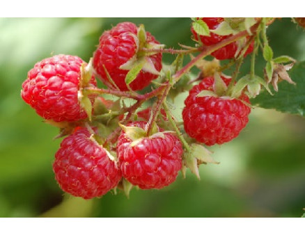 Как правильно создать малинник на даче