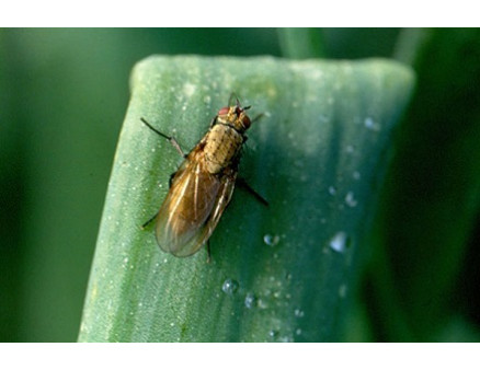 Эффективные методы борьбы с луковой мухой