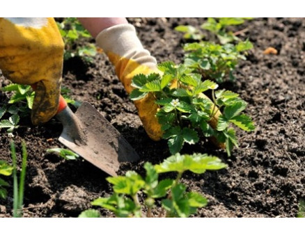 Методы борьбы с нематодой