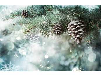 Лунный календарь садовода и огородника на декабрь 2025 года