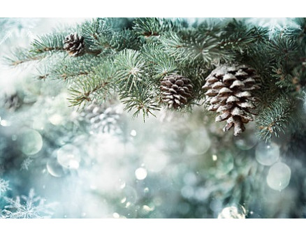 Лунный календарь садовода и огородника на декабрь 2025 года