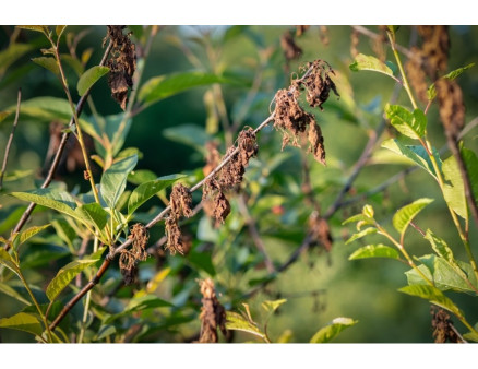 Как предотвратить монилиальный ожог в саду