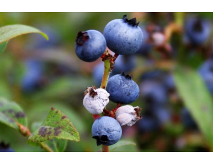 Монилиоз голубики Монилиоз голубики