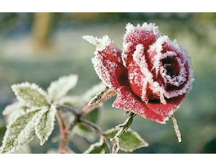 Морозы есть, а снега нет — как помочь растениям?