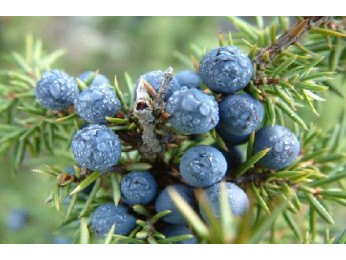 Полезные свойства ягод можжевельника: что можно приготовить из можжевеловых шишкоягод