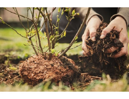 Что такое мульчирование и чем его выполнить Что такое мульчирование и чем его выполнить