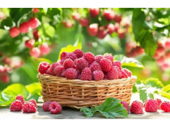 Найкращі сорти малини для бізнесу 2025-2026 року