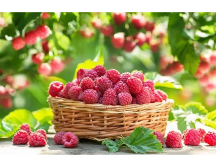 Лучшие сорта малины для бизнеса 2025-2026 года