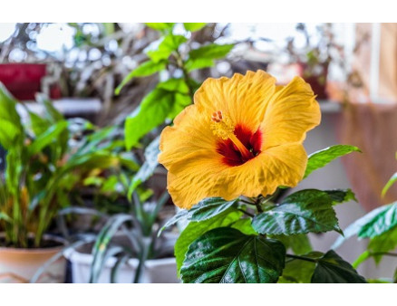 Пятерка самых популярных садовых цветов Пятерка самых популярных садовых цветов