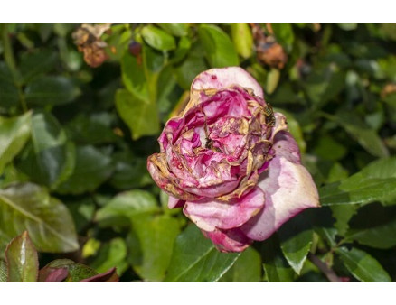 Самые распространенные болезни роз и как с ними бороться