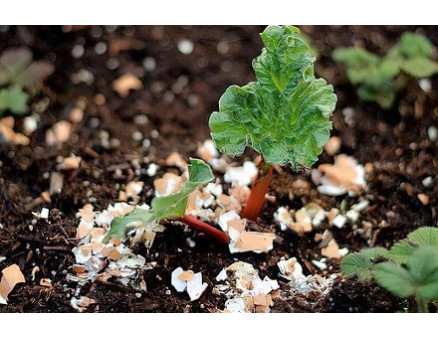 Народные удобрения: польза или вред