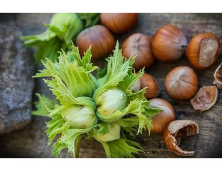 Зачем сажать сразу несколько сортов фундука?