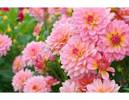 Немного о выращивании георгин Немного о выращивании георгин