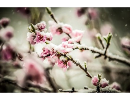 Пять опасностей, от которых нужно беречь растения весной Пять опасностей, от которых нужно беречь растения весной