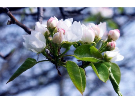 Почему может не цвести груша, основные причины