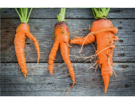 Почему морковь растет неправильной формы? Почему морковь растет неправильной формы?