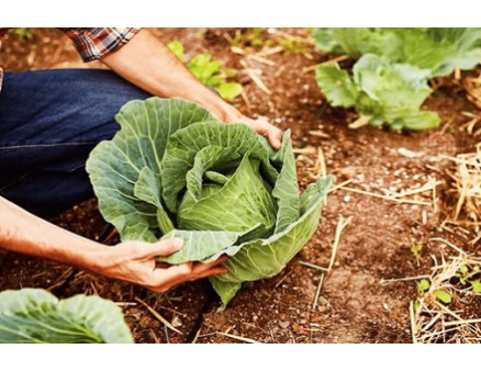 Не завязываются кочаны капусты. Что делать? Не завязываются кочаны капусты. Что делать?