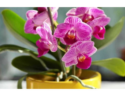 Не цвіте орхідея. Що робити?