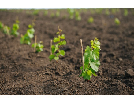 Нюансы ухода за саженцем винограда в первый год после посадки Нюансы ухода за саженцем винограда в первый год после посадки