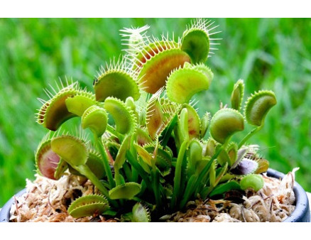 Нюансы выращивания венериной мухоловки