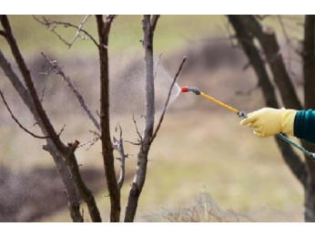 Особенности опрыскивания плодовых деревьев