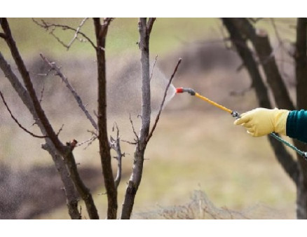 Особенности опрыскивания плодовых деревьев