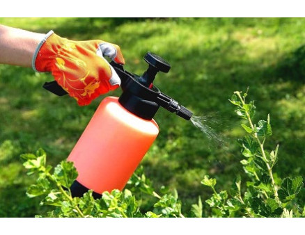 Обприскування смородини навесні