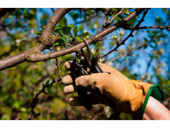 Обрезка Плодовых Деревьев весной: советы для начинающих от специалистов