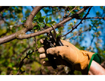 Обрезка Плодовых Деревьев весной: советы для начинающих от специалистов Обрезка Плодовых Деревьев весной: советы для начинающих от специалистов