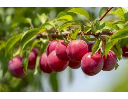 Обрезка сливы весной: схемы и правила